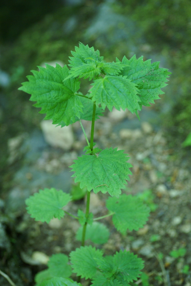 Image of Urtica laetevirens specimen.