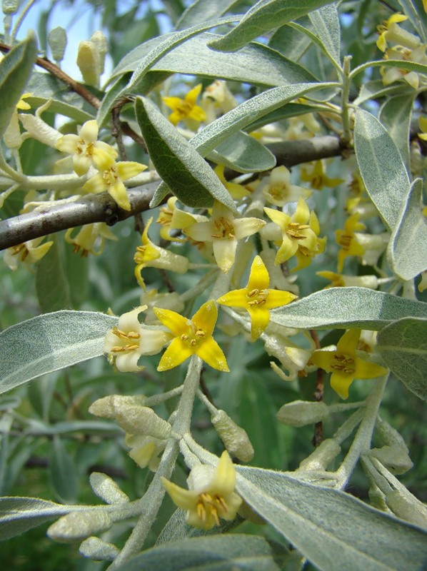 Image of Elaeagnus angustifolia specimen.