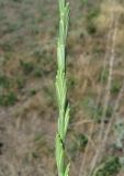 Elytrigia obtusiflora