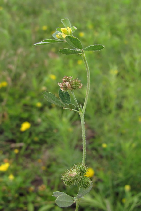 Image of Medicago minima specimen.