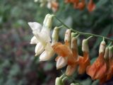 Lathyrus gmelinii