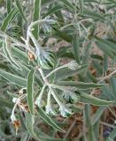 Solanum elaeagnifolium. Незрелые соплодия. Израиль, г. Беэр-Шева, рудеральное местообитание. 29.06.2013.