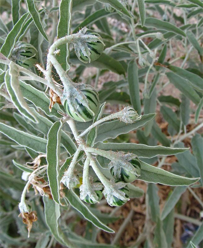 Изображение особи Solanum elaeagnifolium.