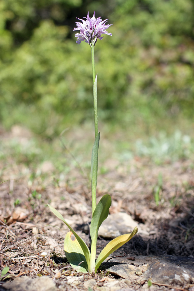 Изображение особи Neotinea tridentata.