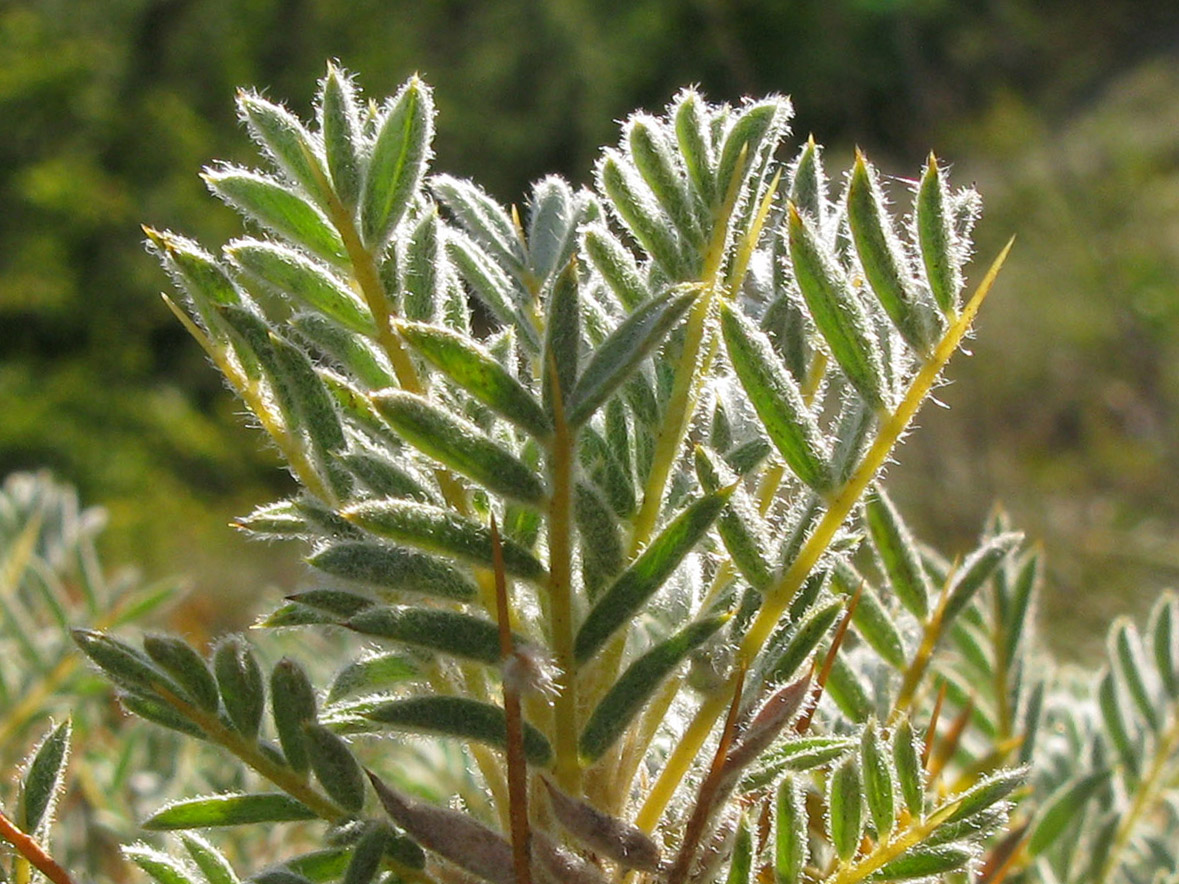 Image of Astragalus arnacanthoides specimen.