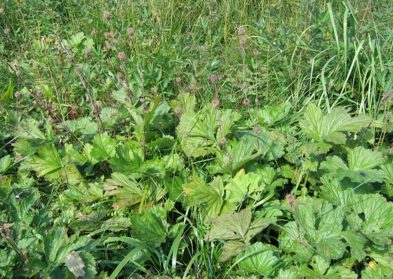 Изображение особи Geum rivale.