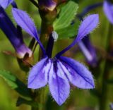 Lobelia sessilifolia. Цветок. Приморский край, г. Находка, устье р. Партизанская (правый берег), на лугу. 11.08.2013.