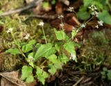 Circaea alpina