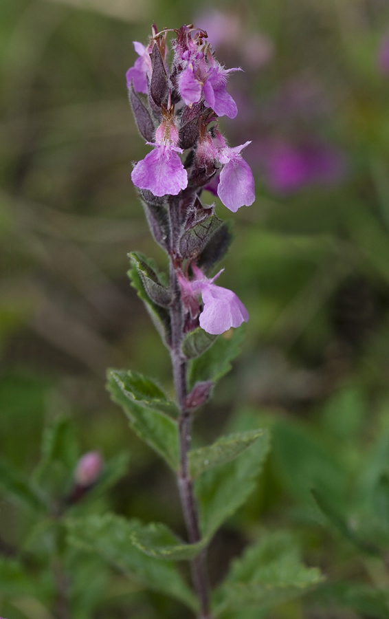 Image of Teucrium chamaedrys specimen.