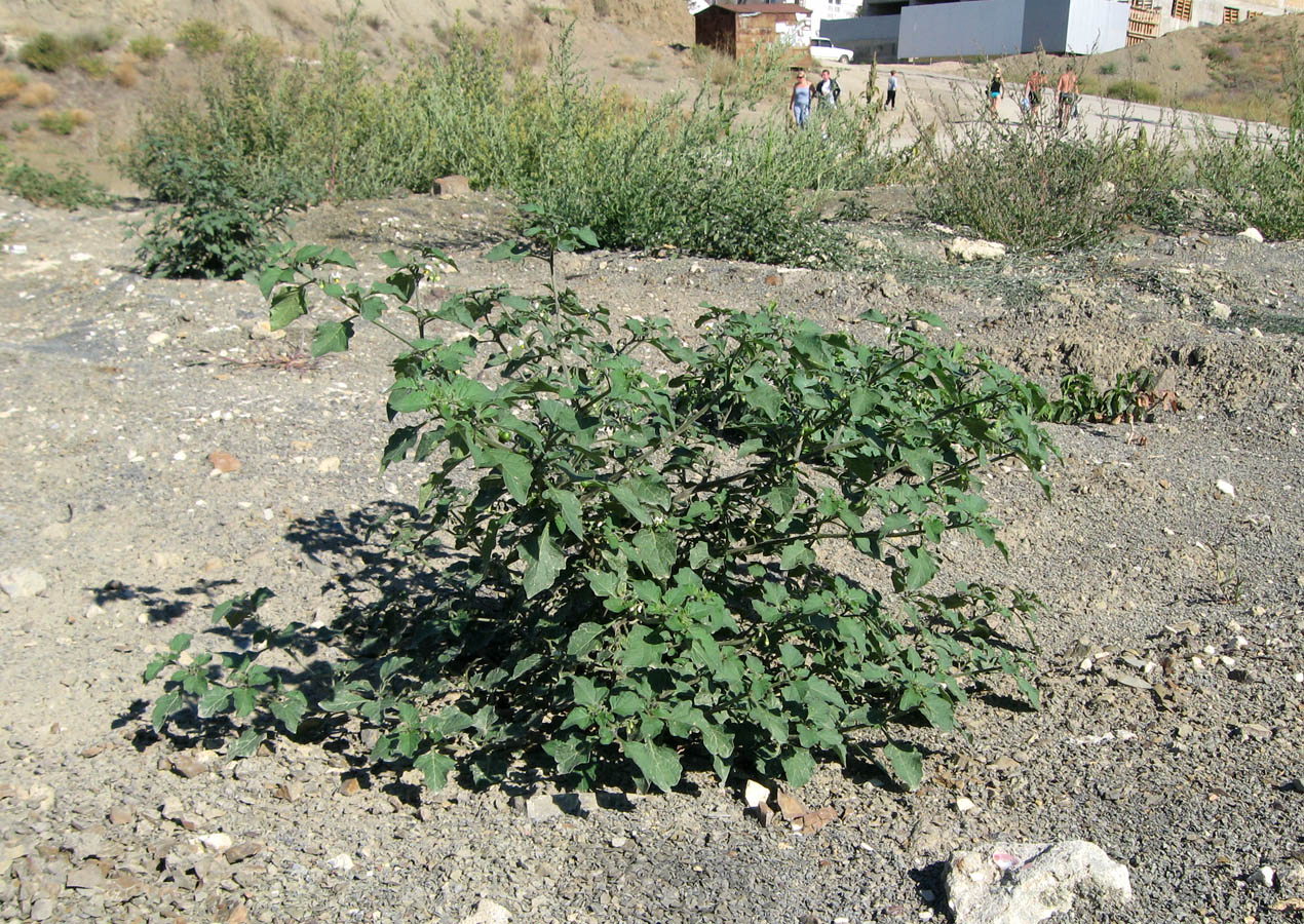 Изображение особи Solanum zelenetzkii.