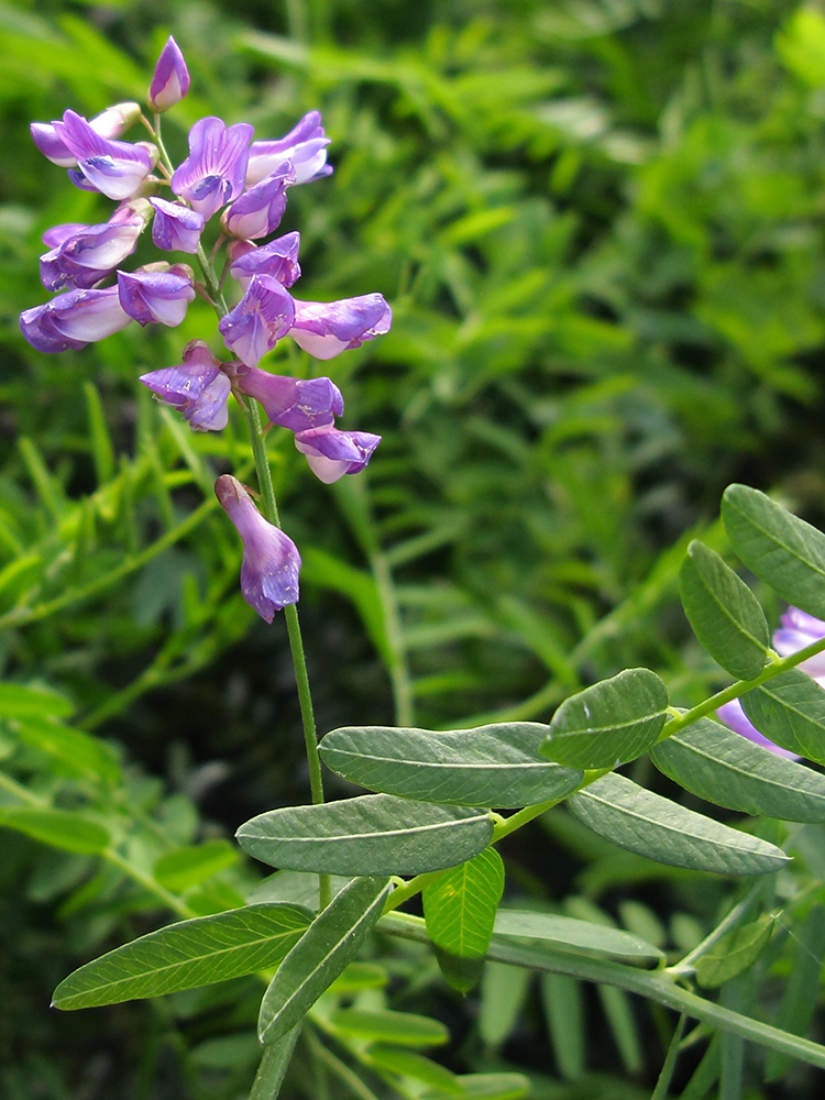 Image of Vicia cassubica specimen.