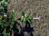 Chamaesphacos ilicifolius