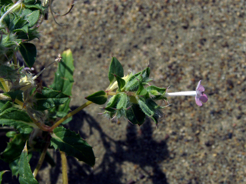 Image of Chamaesphacos ilicifolius specimen.