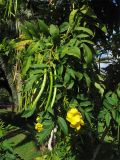 Tecoma stans