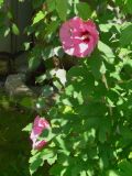 Hibiscus syriacus