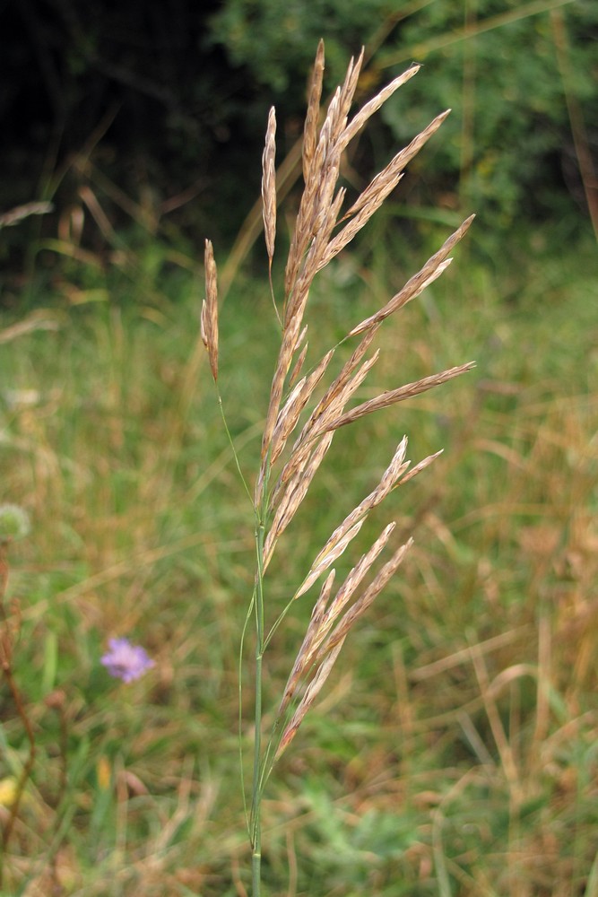 Изображение особи Bromopsis inermis.