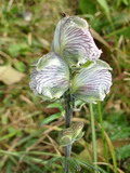 View full-size image Aconitum rotundifolium
