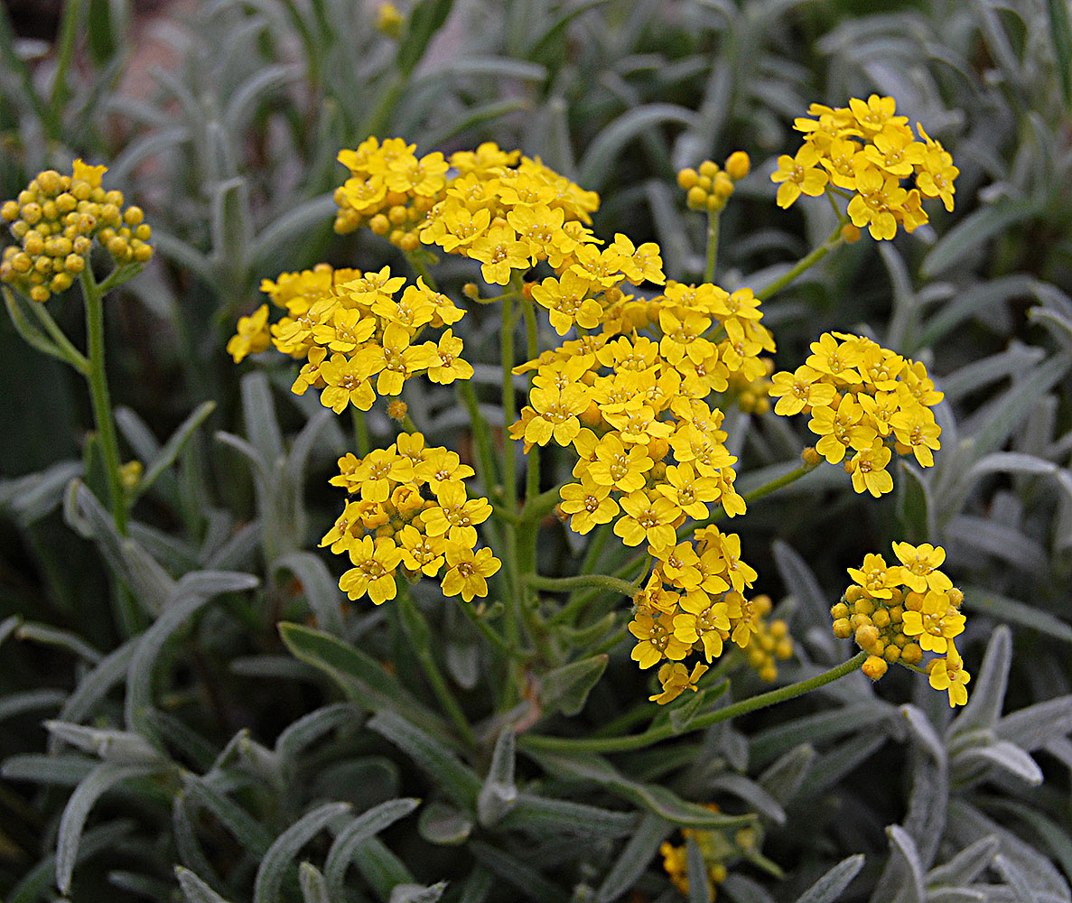 Image of genus Alyssum specimen.