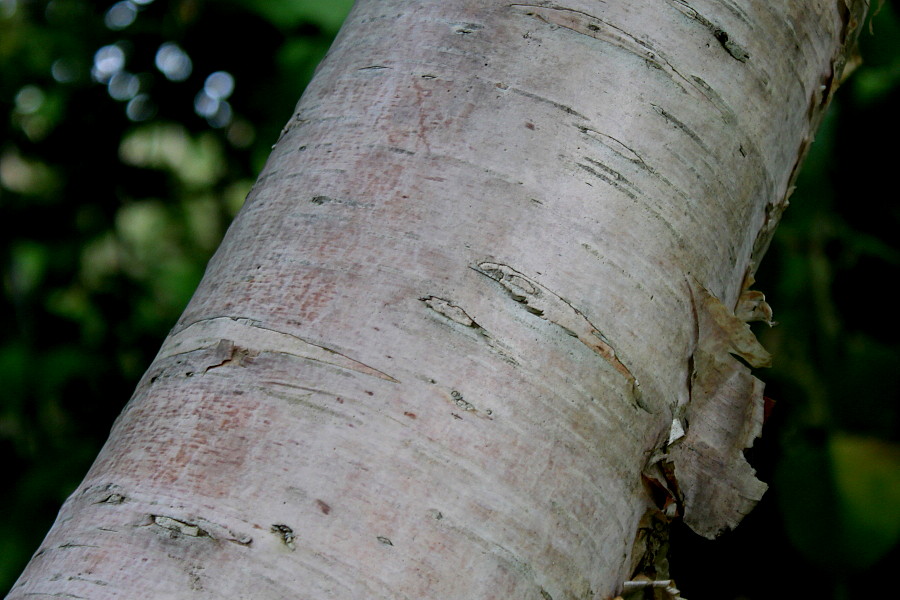 Изображение особи Betula albosinensis.