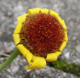 Glebionis segetum