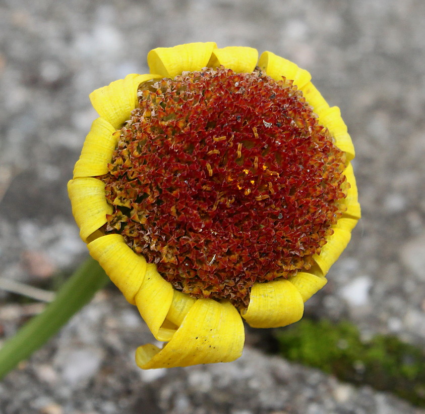 Image of Glebionis segetum specimen.