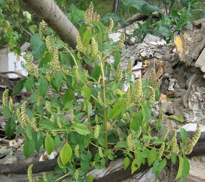 Image of Elsholtzia ciliata specimen.