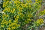 Euphorbia virgata