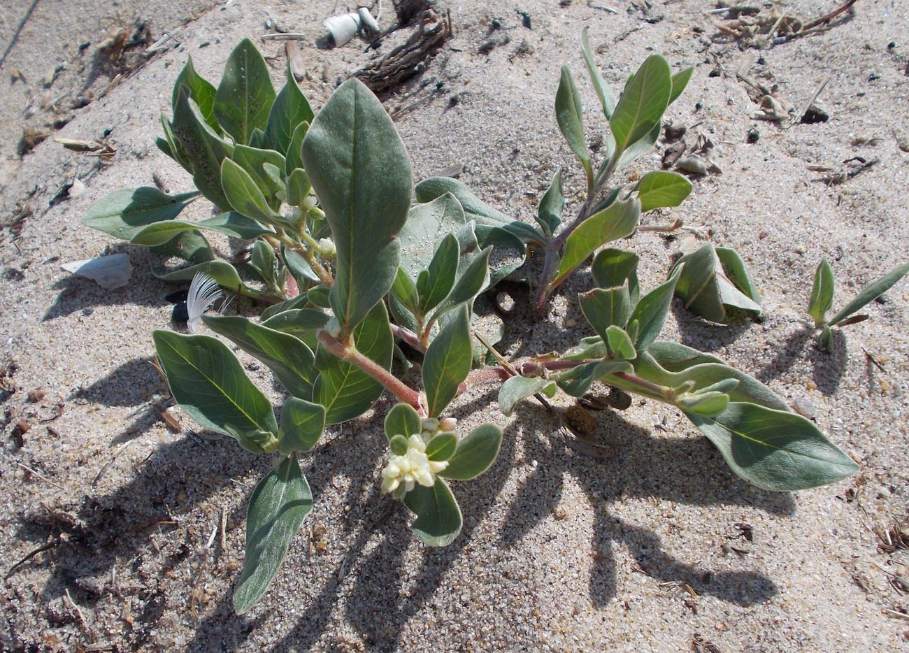 Image of Aconogonon sericeum specimen.