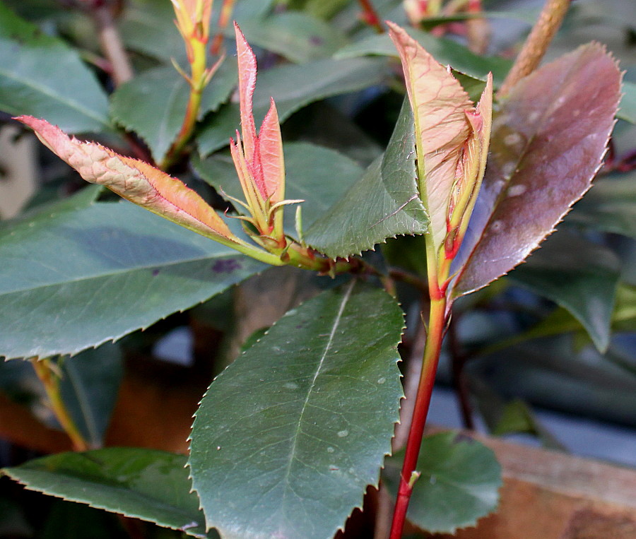 Image of Photinia serratifolia specimen.