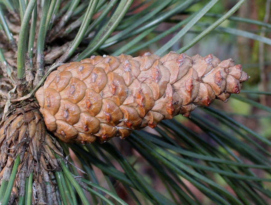 Image of genus Pinus specimen.