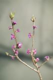 Image of taxon representative. Author is Роман Провидухин
