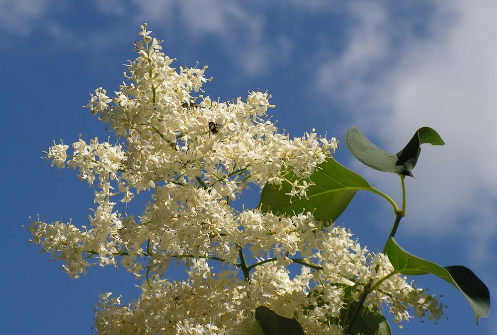 Изображение особи Syringa amurensis.