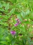 Lathyrus komarovii