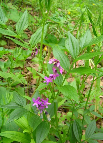 Изображение особи Lathyrus komarovii.