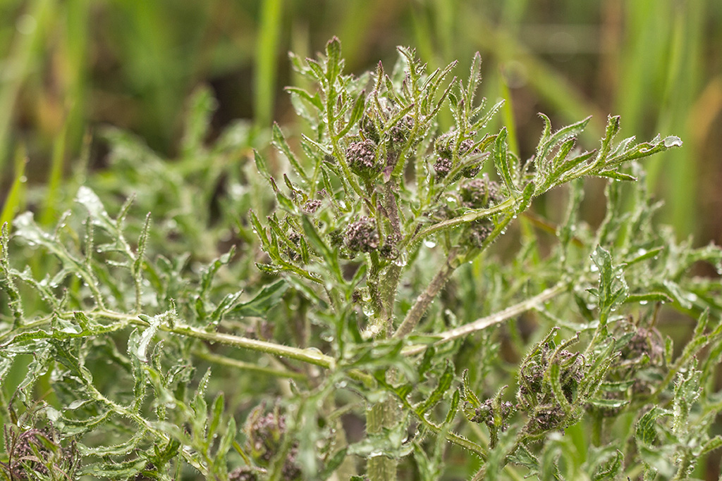 Image of Crambe aspera specimen.