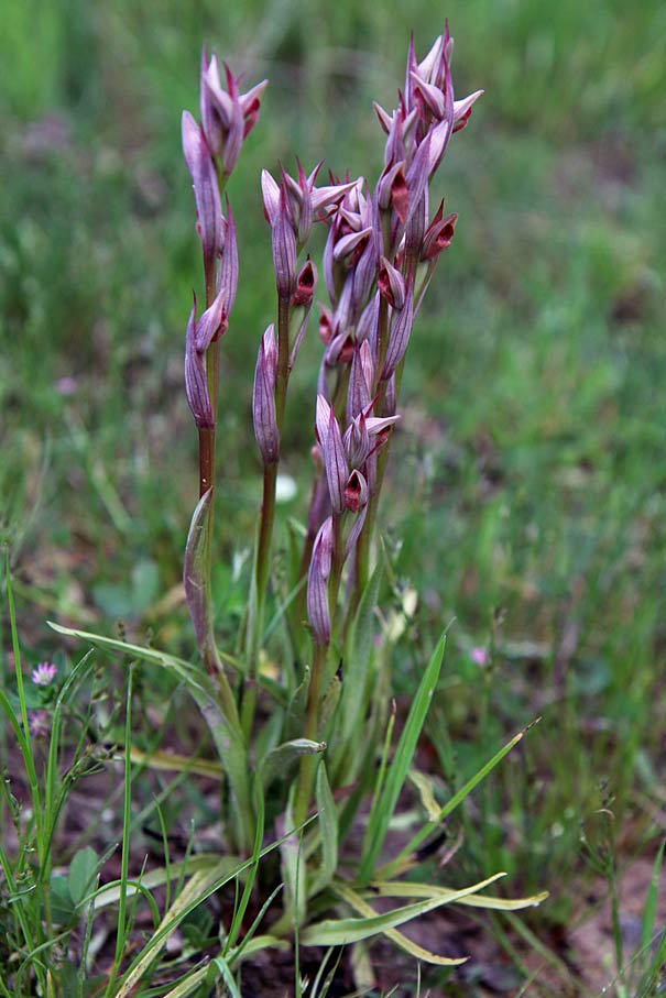 Image of genus Serapias specimen.