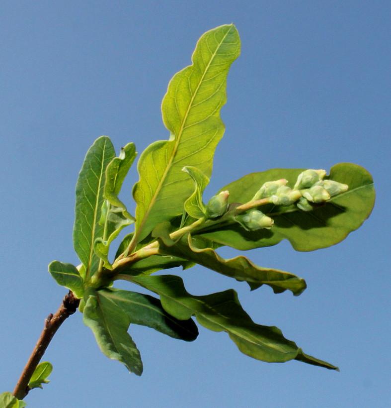 Image of Exochorda racemosa specimen.