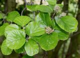 Parrotiopsis jacquemontiana. Соплодия и листья. Германия, г. Дюссельдорф, Ботанический сад университета. 28.04.2014.