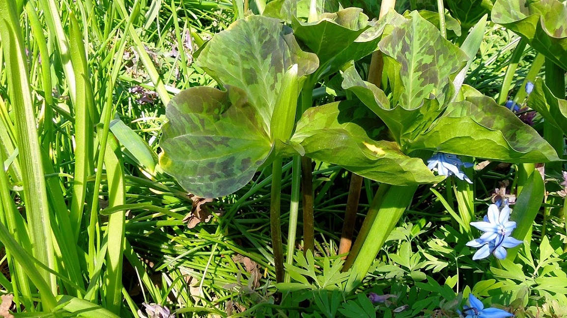 Image of Trillium sessile specimen.