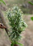 Salix cinerea