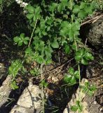 Rubus canescens