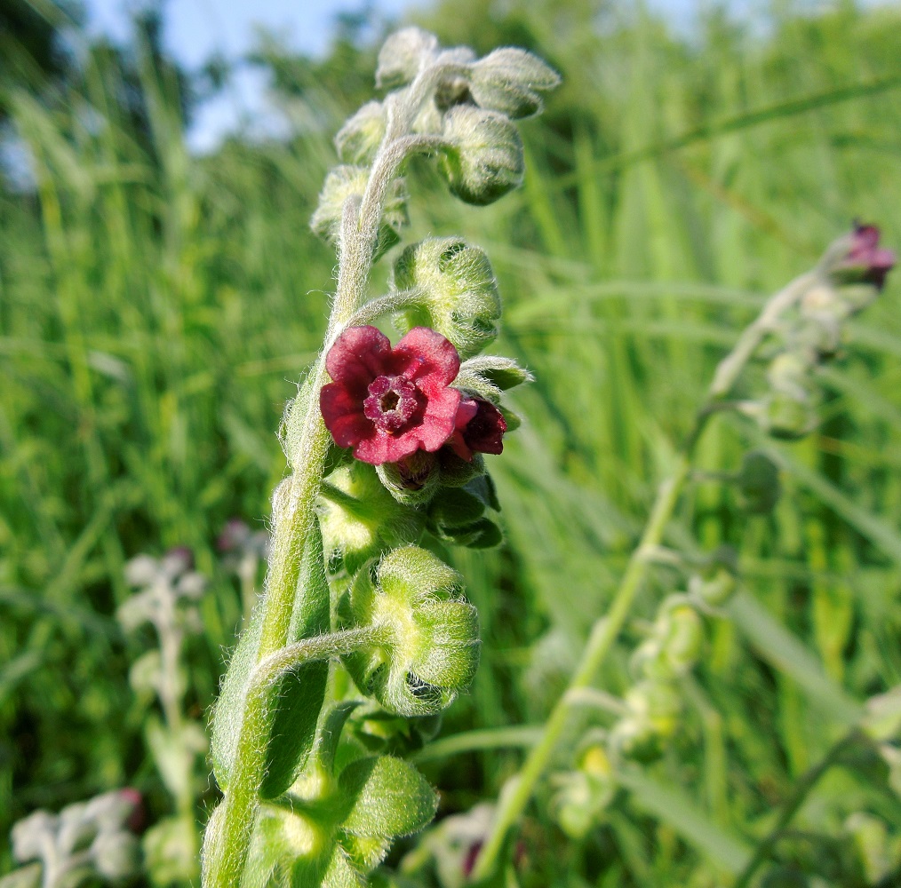 Изображение особи Cynoglossum officinale.