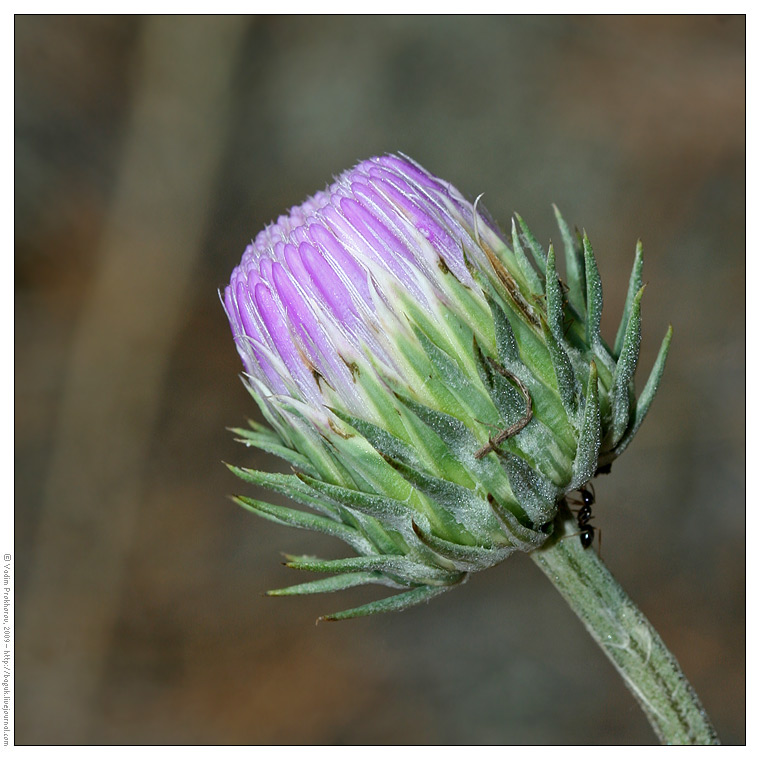 Image of Jurinea cyanoides specimen.