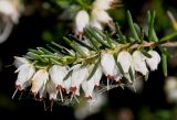 Erica × darleyensis. Веточка с цветками ('White Perfection'). Германия, г. Дюссельдорф, Ботанический сад университета. 04.05.2014.