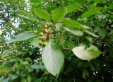 Crataegus rivularis