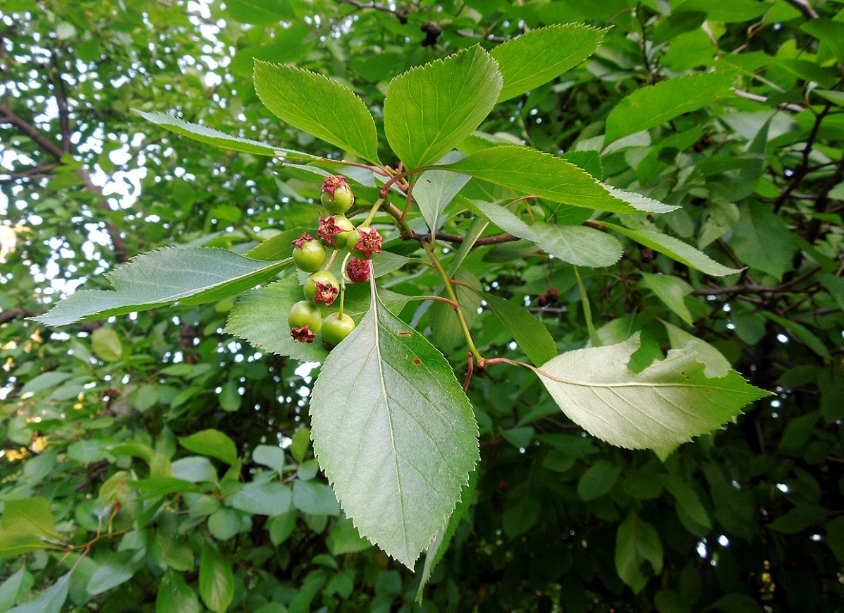 Изображение особи Crataegus rivularis.