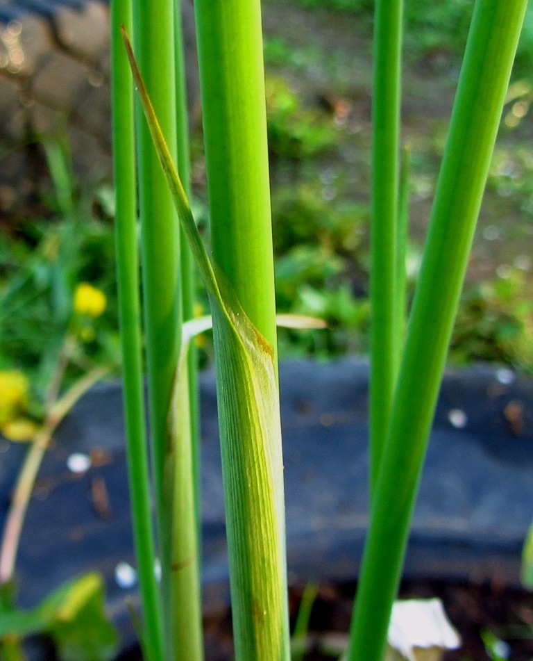 Image of Schoenoplectus tabernaemontani specimen.