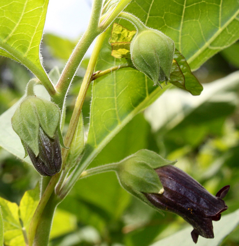 Image of Atropa bella-donna specimen.