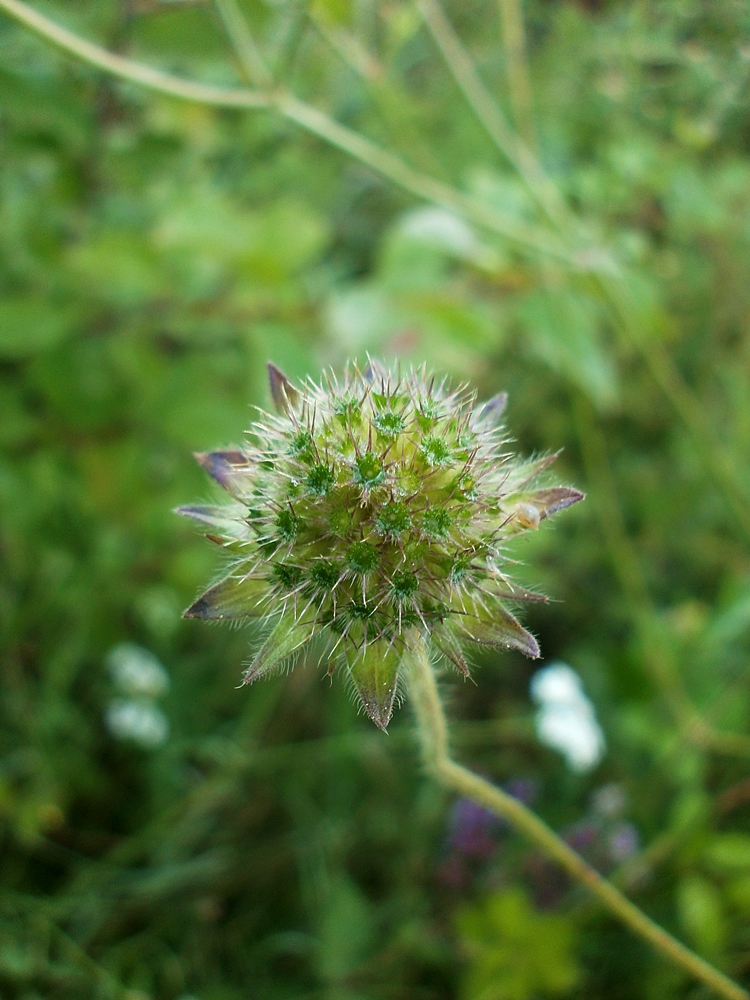 Image of Knautia arvensis specimen.