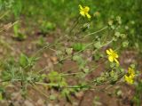 Potentilla argentea. Верхушка цветущего растения. Татарстан, Бавлинский р-н. 04.07.2014.